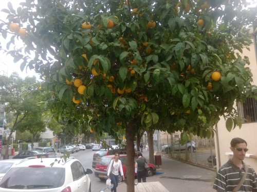 An orange tree on a Rechovot street. Photo courtesy of Stephen Epstein.